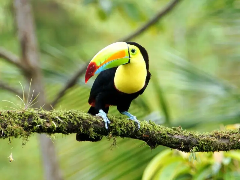Tucán pico iris posado en una rama musgosa de la selva