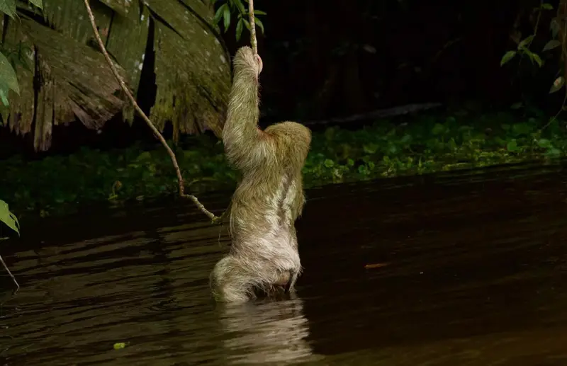 Perezoso cruzando el canal de Tortuguero entre la vegetación