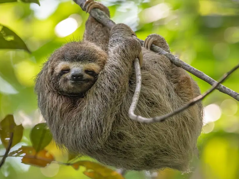 Perezoso de tres dedos sonriendo en las ramas del dosel de Tortuguero
